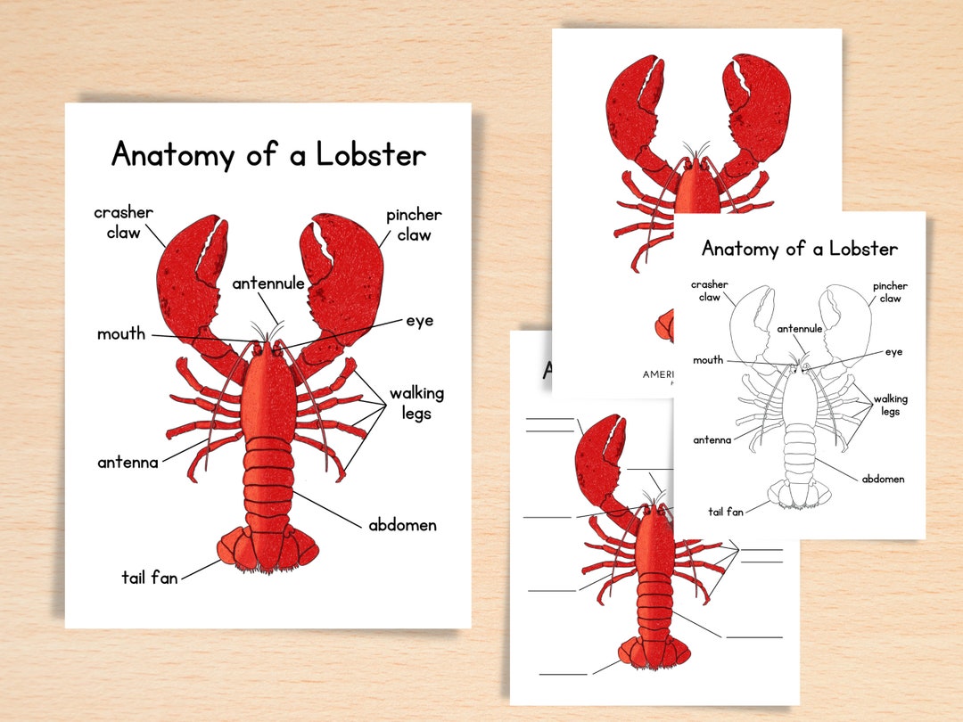 Anatomy of Lobster Homeschool Resources Nature School Ocean Etsy