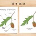 Anatomy of Acorn | Homeschool Resources Nature School Botany Study ...