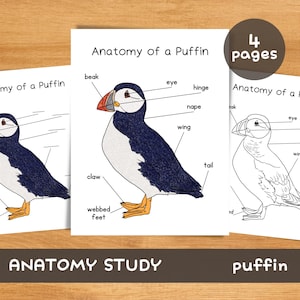 May include: Educational printables titled "Anatomy of a Puffin" with labeled diagrams of the bird's features. The illustrations show a colorful puffin and a black and white outline. The text "ANATOMY STUDY" and "puffin" are also visible.