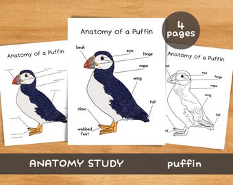 Anatomy of Puffin | Charlotte Mason Homeschooling Printable Nature Study | Bird Unit Study | Winter Unit Study Montessori Winter Study Prek