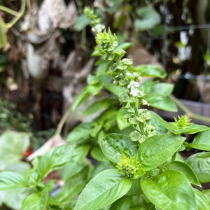 Sweet Basil 50+ seeds, grown in WA, organic seeds