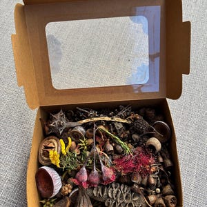 May include: A brown cardboard box with a clear plastic window on the lid, filled with a collection of dried botanical elements including brown seed pods, acorns, small pinecones, yellow flower sprigs, and vibrant red eucalyptus blossoms.