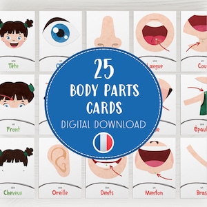 Cartes mémoire en français sur les parties du corps pour enfants, Apprendre l'anatomie humaine avec Un/Une/Des, Cartes scientifiques éducatives colorées, Téléchargement numérique PDF A4