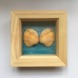 Framed Shells in Box Frame