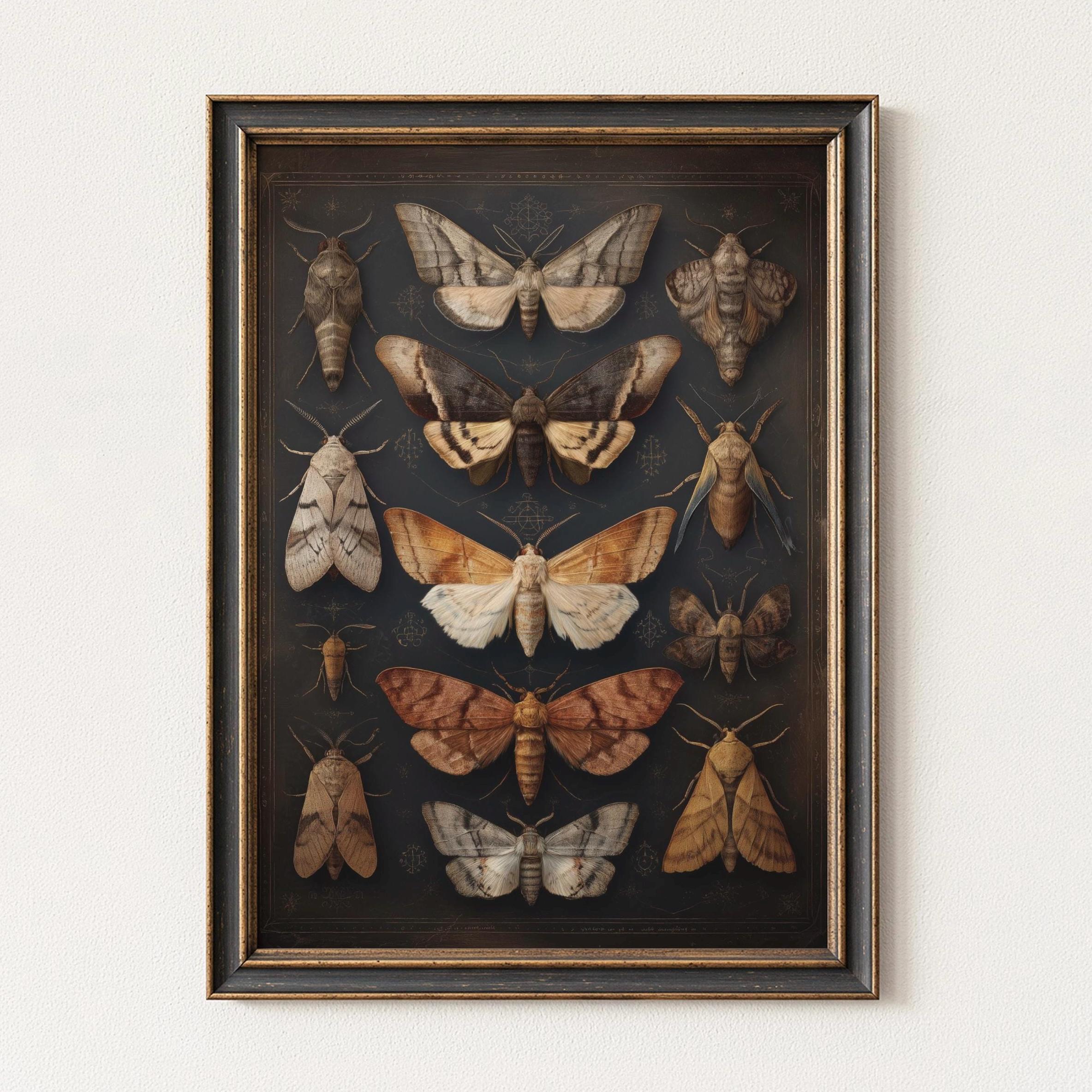 Dark Academia Moth Print, Vintage Natural History Entomology Poster ...