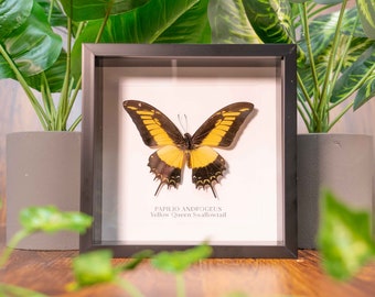 Koningin Swallowtail Butterfly (Papilio androgeus) gele vlinder, insectenkunst, entomologie geschenk, duurzaam geproduceerd, Butterfly Home Decor