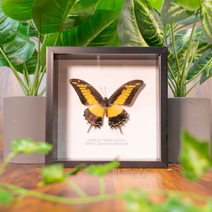 Queen Swallowtail Butterfly (Papilio androgeus) Yellow Butterfly, Insect Art, Entomology Gift, Sustainably Sourced, Butterfly Home Decor