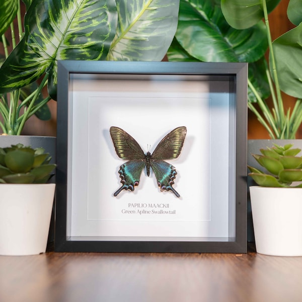 Stunning Green Papilio Maackii Butterfly, Alpine Black Swallowtail, Framed Butterfly, Real Insect, Entomology