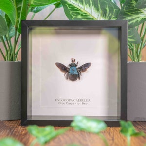 Riktigt blått snickarbi, riktig insekt i ram (Xylocopa Caerulea), söt bipresent, entomologipresent, taxidermisk insekt, riktigt inramat bi