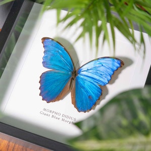 May include: A framed blue Morpho didius butterfly, also known as the Giant Blue Morpho, with the scientific name and common name printed below the butterfly.