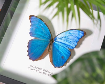Large Blue Morpho Butterfly in Frame, Real Butterfly Taxidermy, Taxidermy Butterfly Gift and Entomology, Wall Art, Framed Butterfly
