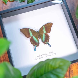 La mariposa pavo real, Papilio Blumei, mariposa enmarcada, mariposa real, cola de golondrina verde, mariposa en marco, decoración del hogar de mariposas