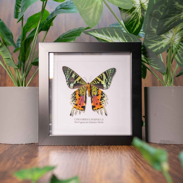 Madagascan Sunset Moth Real Moth in Frame (Chrysiridia Rhipheus), Entomology Gift, Colourful Taxidermy Moth, Sustainably Sourced, Home Decor