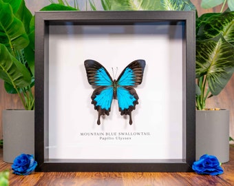 Mountain Blue Swallowtail Real Butterfly in Frame (Papilio Ulysses), Taxidermy Butterfly, Entomology Gift, Framed Insect, Home Decor