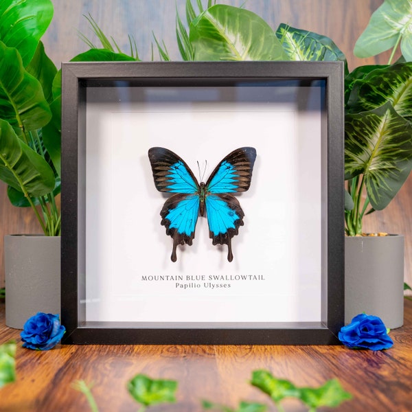 Mountain Blue Swallowtail Real Butterfly in Frame (Papilio Ulysses), Taxidermy Butterfly, Entomology Gift, Framed Insect, Home Decor