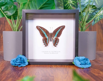 Może przedstawiać: Okaz okazów motyla w ramie z brązowymi skrzydłami i turkusowymi akcentami. Motyl jest oznaczony jako "Graphium Anthedion,  Milons Swallowtail".