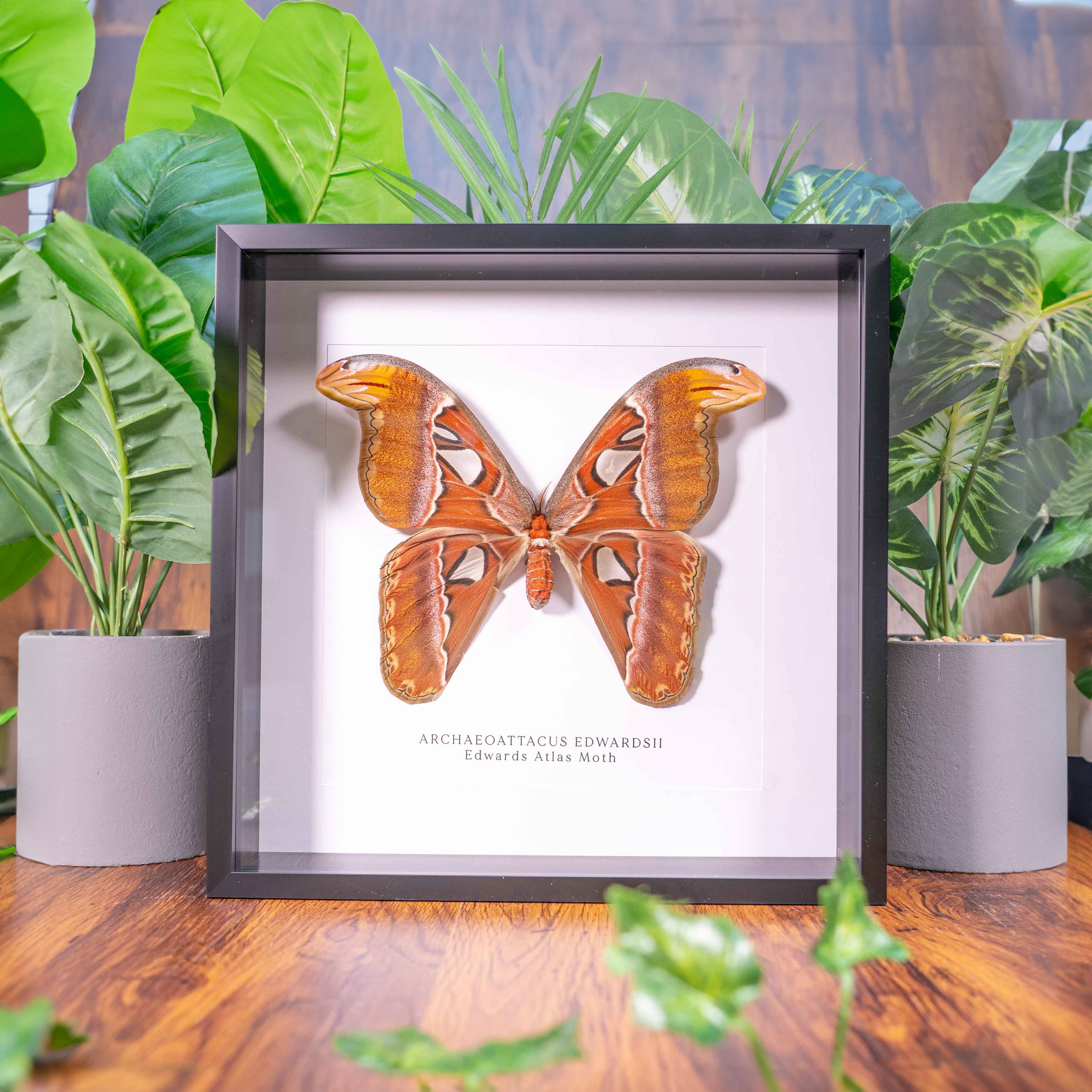 Atlas moth specimen - Etsy 日本