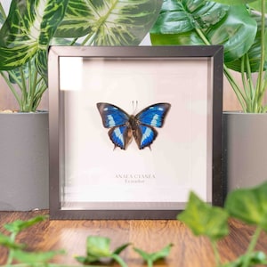 Può includere: Un esemplare di farfalla incorniciato con ali blu e nere. La farfalla è etichettata "Anaea Cyanea Ecuador".