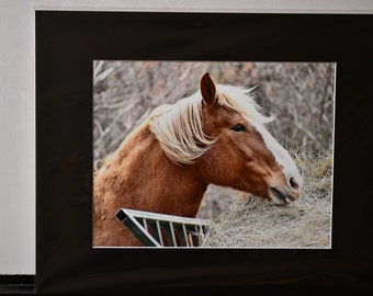 Lucky Wilbur Horse Photo Print