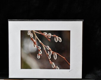 Willow Catkins Fine Art Print