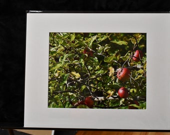 Rip Apple Tree Photo Print