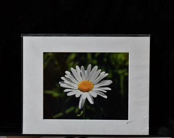 Daisy Flower Photo Print