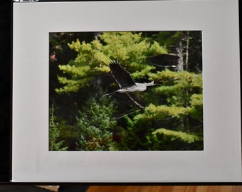 Heron in Flight Art Print