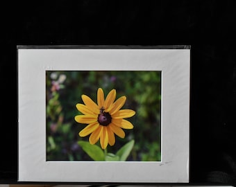 Bee on Sunflower Photograph