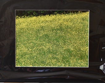 Unique Yellow Flower Field Painting