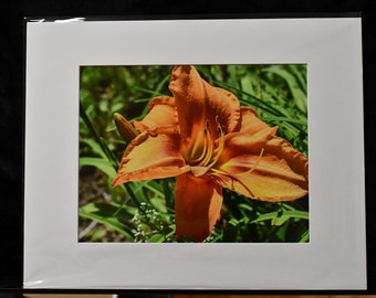 Tigger Lily Print