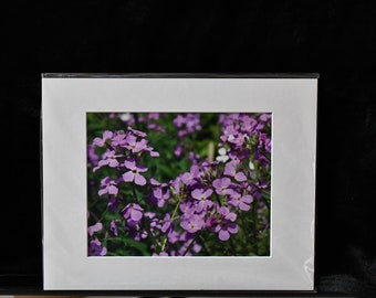 Purple Flowers Springtime Photo Print