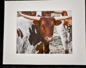Texas Longhorn Cow Print: Ranch Decor