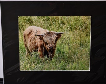 Highland Bull Photograph: "Everest"