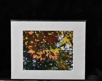 Autumn Leaves Art Print: Falling Colors Photography