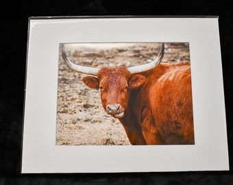 Smiling Cow Print: Mr. Smiley