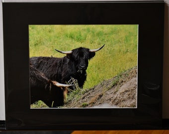 Highland Cow Photo Print: Scottish Cattle Portrait