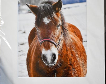 Horse Portrait Print: Chestnut Brown Equine Art