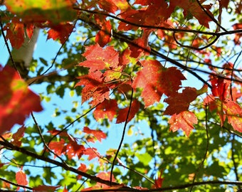 Autumn Leaves Print: Fall Foliage Wall Art