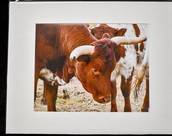 Sleepy Bull Photograph