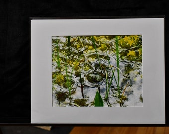Frog in Water Photograph
