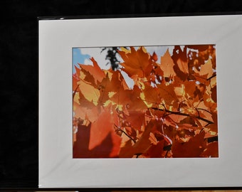 Orange Autumn Leaves Print: Fall Foliage Wall Art