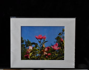 Rose Photograph: Floral Wall Art