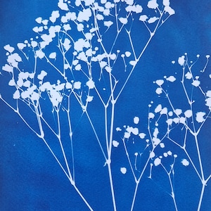 Cyanotype print