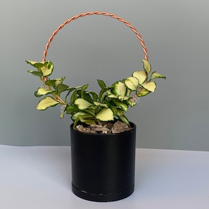 4&quot; Mini Circle Plant Trellis for Indoor Plants, Hoya Trellis