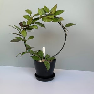 6&quot; Circle Plant Trellis for Indoor Plants, Hoya Trellis