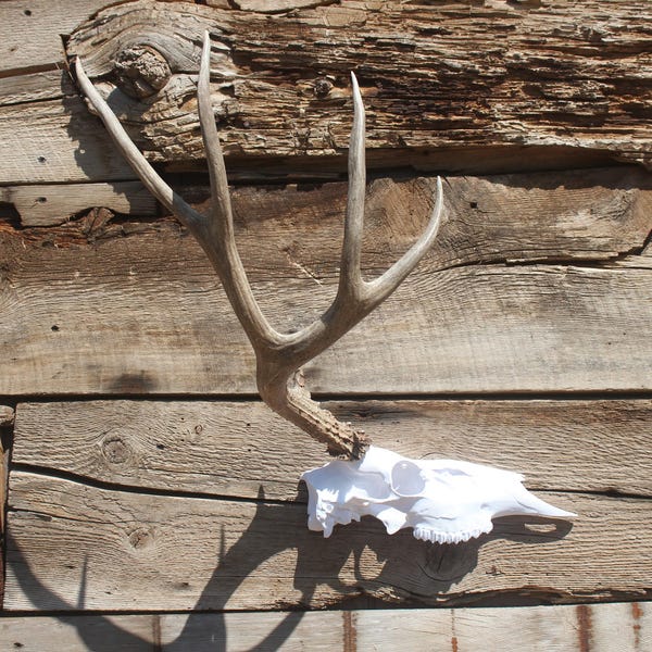 Deer Skull Shed Mount