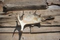 Moose Shed Antler Mount
