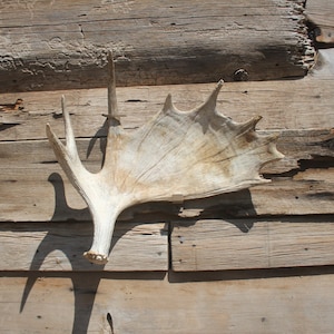 Geweibevestiging elandschuur