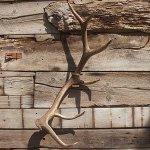 Puede incluir: Una cornamenta grande, caída de forma natural, montada en una pared de madera envejecida. La cornamenta es de color marrón claro con múltiples astas y una superficie texturizada. La pared de madera tiene tablones horizontales de varios tonos marrones.
