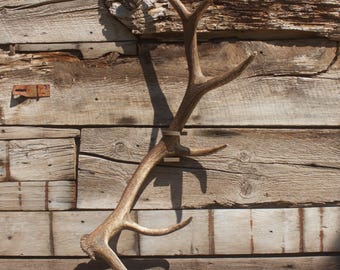 Soporte de cornamenta de alce desprendida